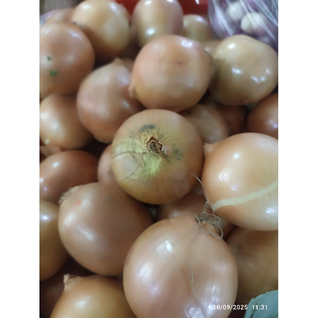 Bawang bombay || sayuran bawang bombay