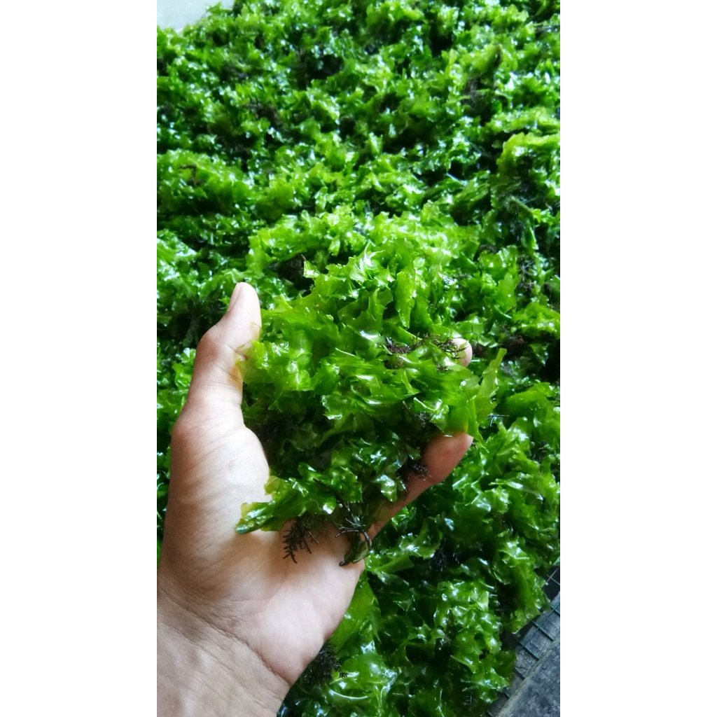 Rumput Laut Ulva Lactuca Alga Hijau