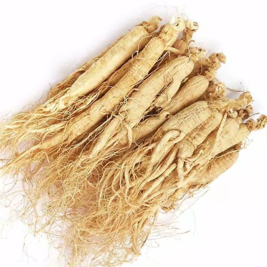 

50gr tangkur changshan ren shen ginseng root