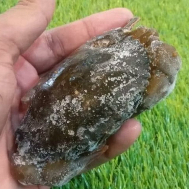 Kepiting Soka / Kepiting Lunak