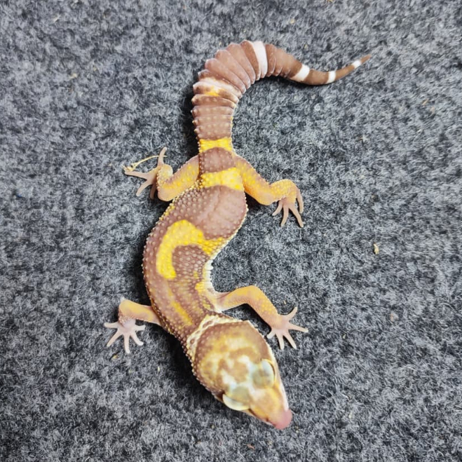 Leopard Gecko / Gecko / Tokek Gurun - Ornamen Aquarium