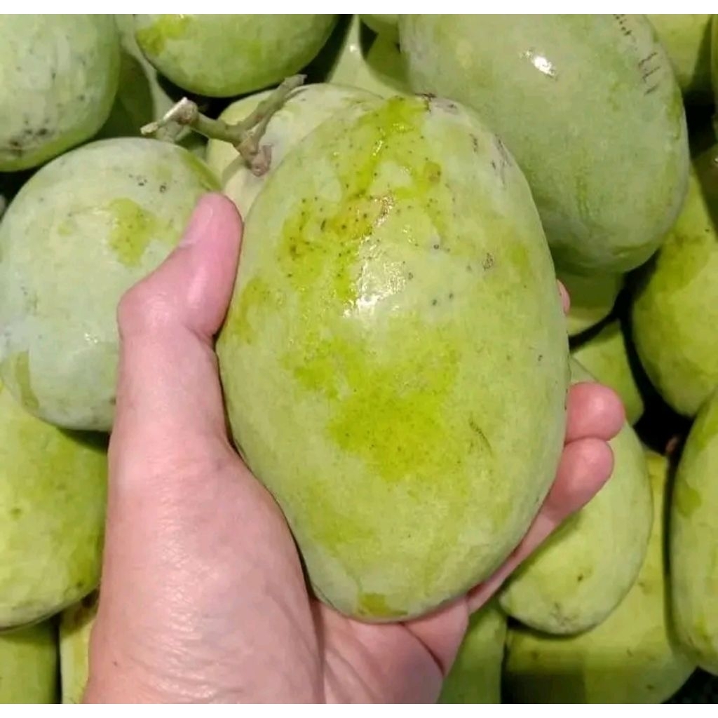 

Mangga Indramayu/Mangga Cengkir Fresh 1kg
