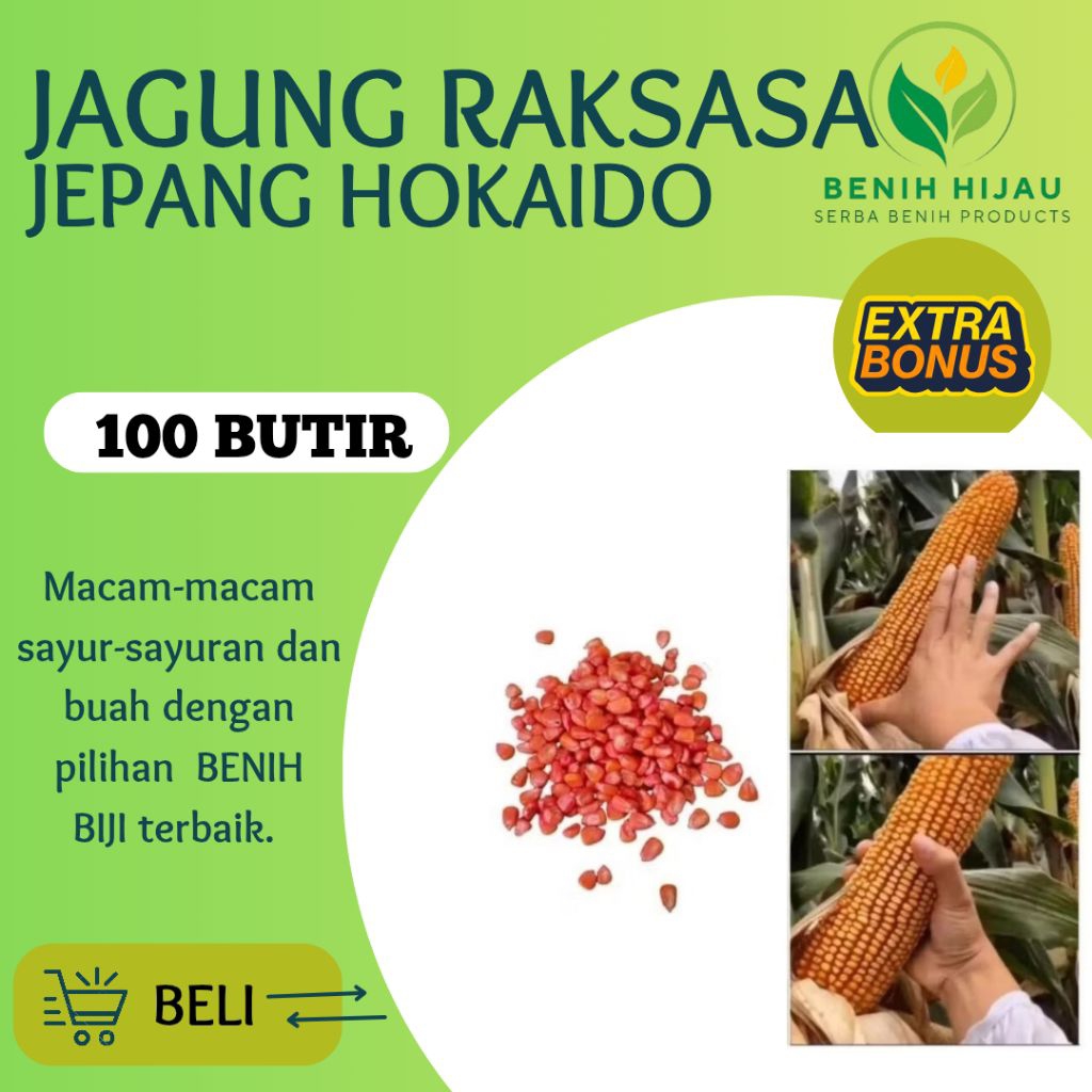 BENIH BIJI JAGUNG RAKSASA JEPANG HOKAIDO PAKET REAPACK 100 BUTIR BENIH BIJI