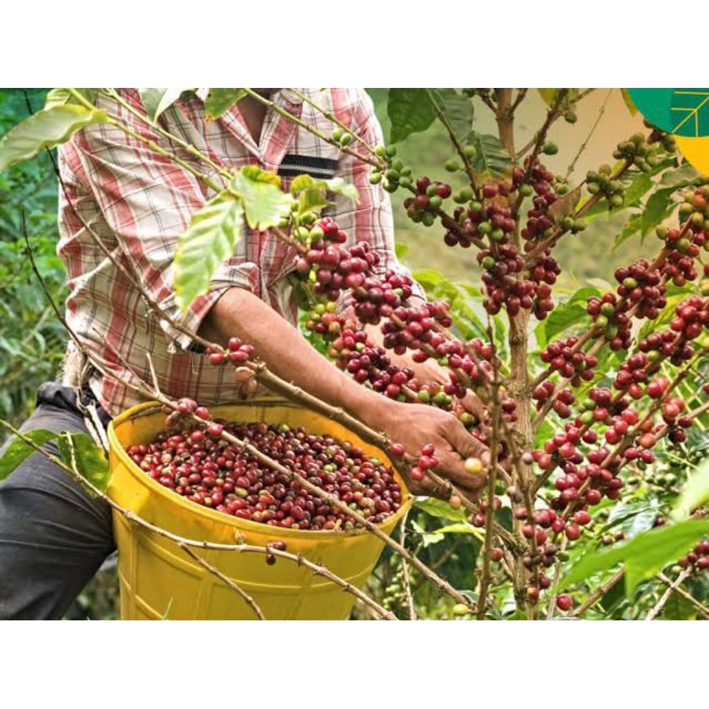 CERI BIBIT KOPI ARABIKA ATENG UNGGUL