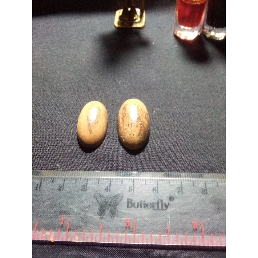 Batu fosil kayu stigi nyerap racun