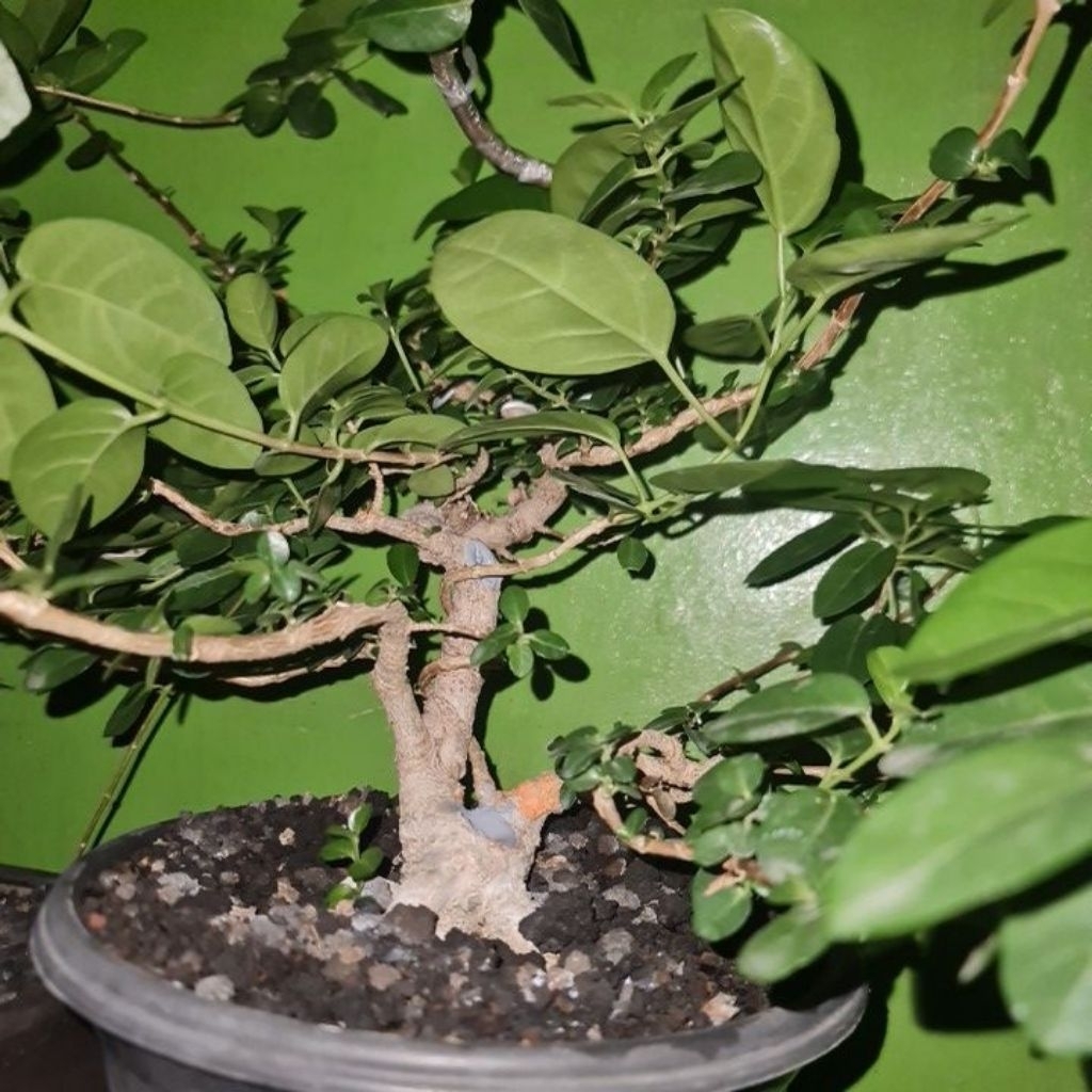 bonsai sancang  real pict