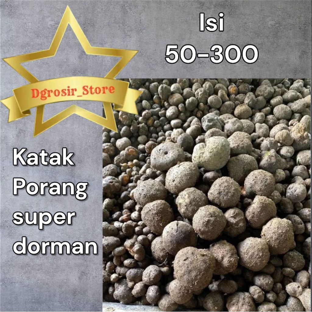 Bibit KATAK PORANG Super 1kg
