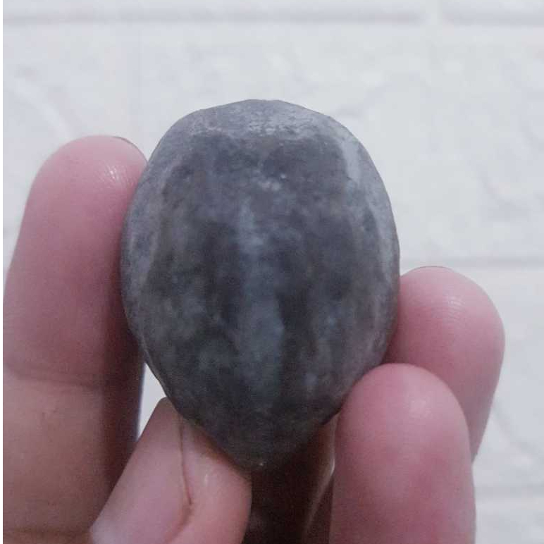 MUNCANG ADU JAWA PEDANG (ANAK)