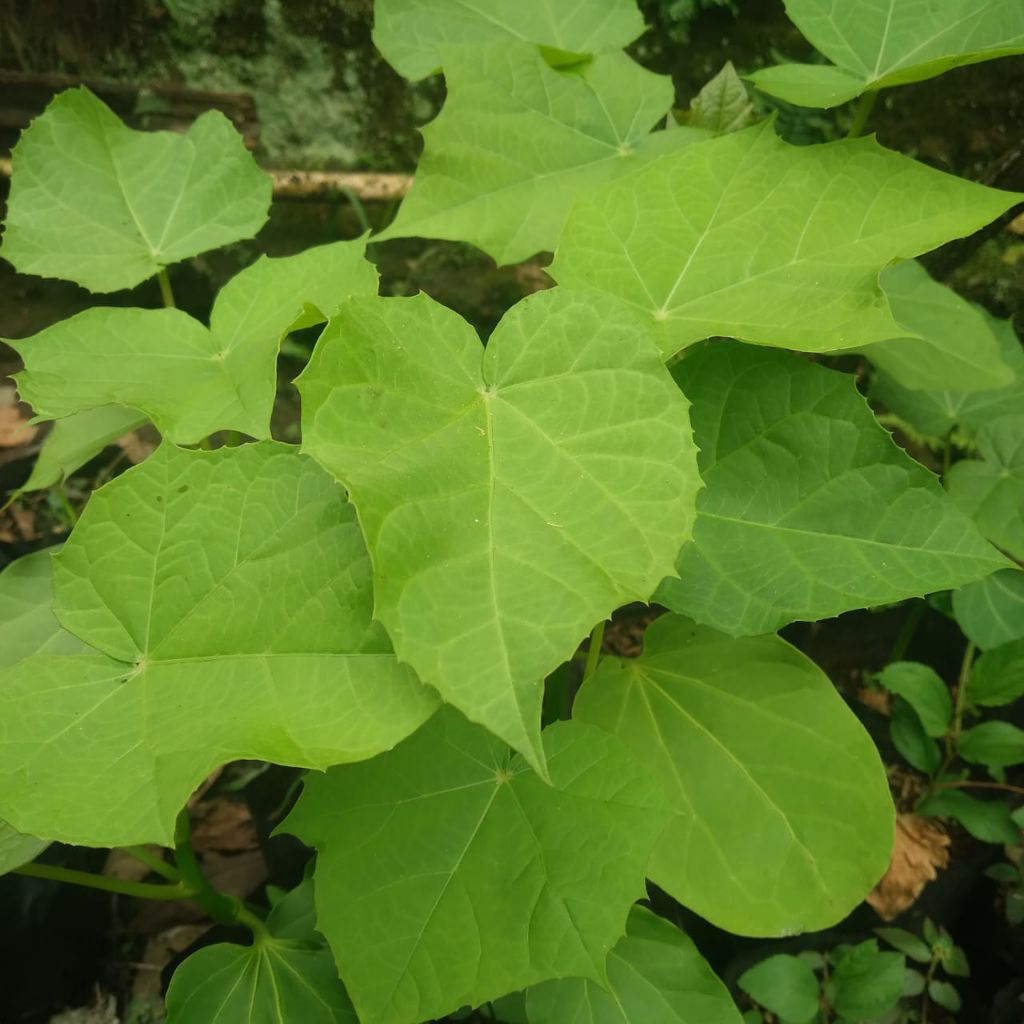 DAUN JARAK SEGAR.Daun jarak pagar.jarak herbal