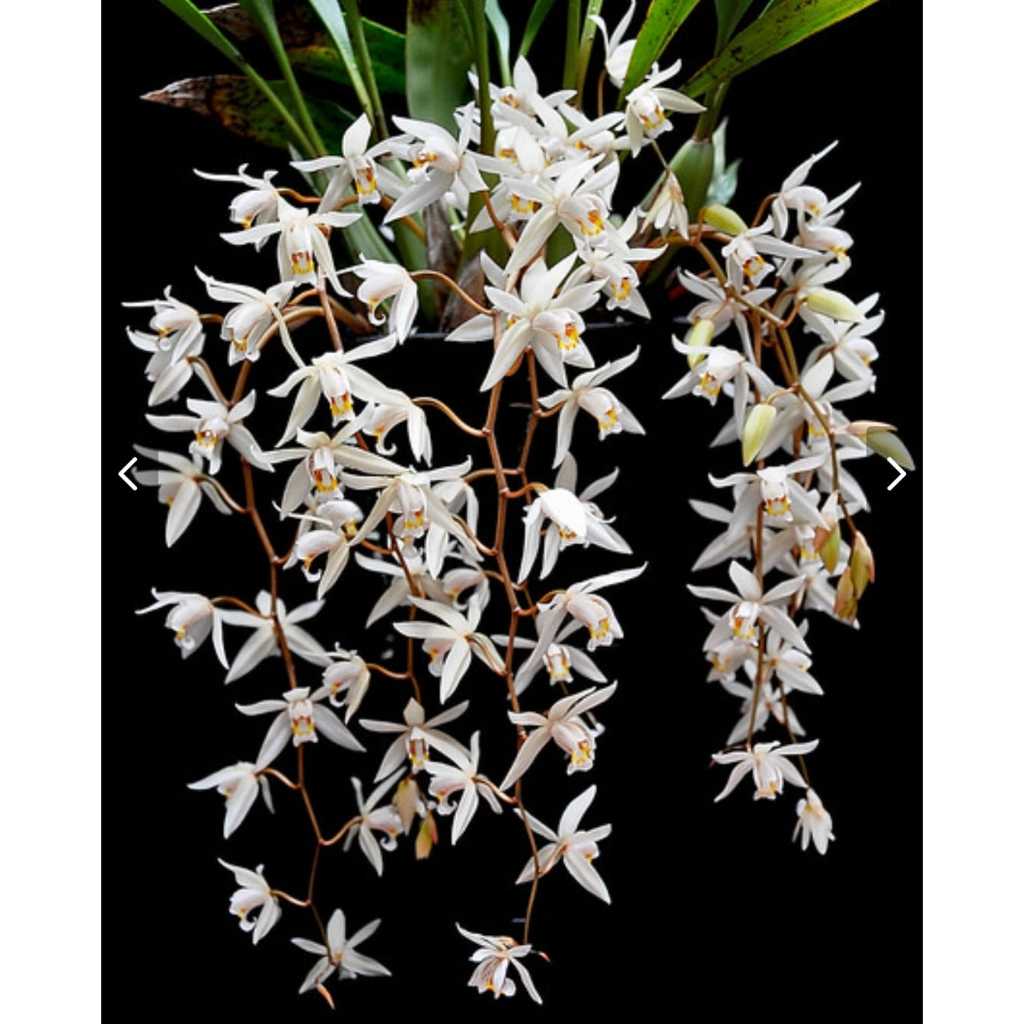 Anggrek Coelogyne Flexuosa | Cologyne Bunga Cantik | Coelogyne Murah