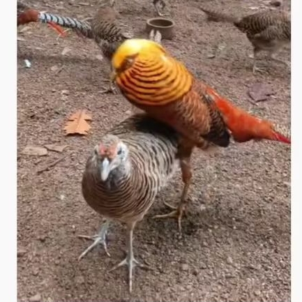 ayam hias golden phaesant sepasang