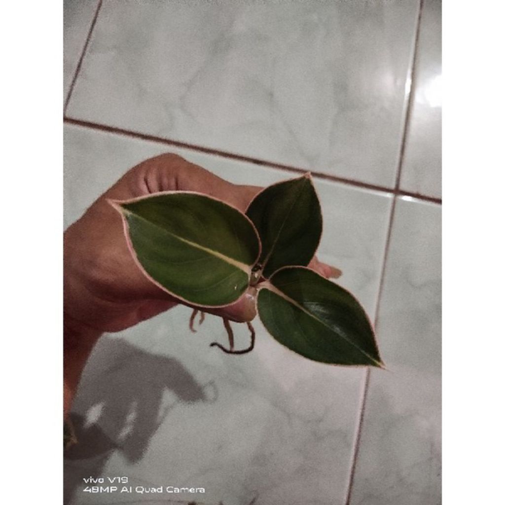 Tanaman hias Aglonema Minions anakan