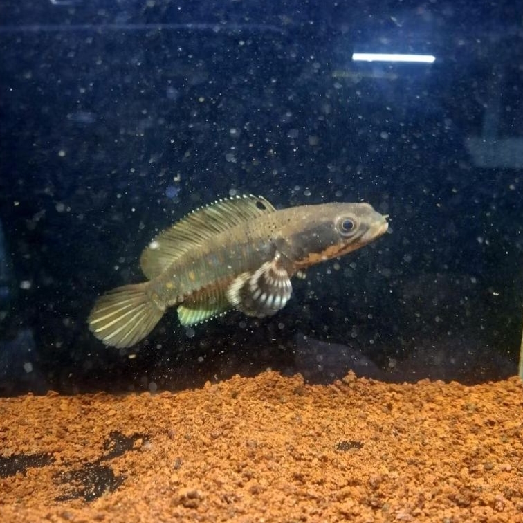 pulchra/blue pulchra 7 8cm/bp full pelet