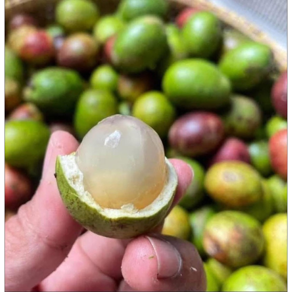 

Buah Matoa kamasan thinwall 750ML isi -/+250-300 gram