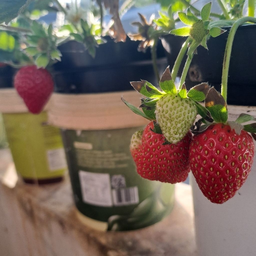 bibit seedling - tanaman strawberry sagahonoka