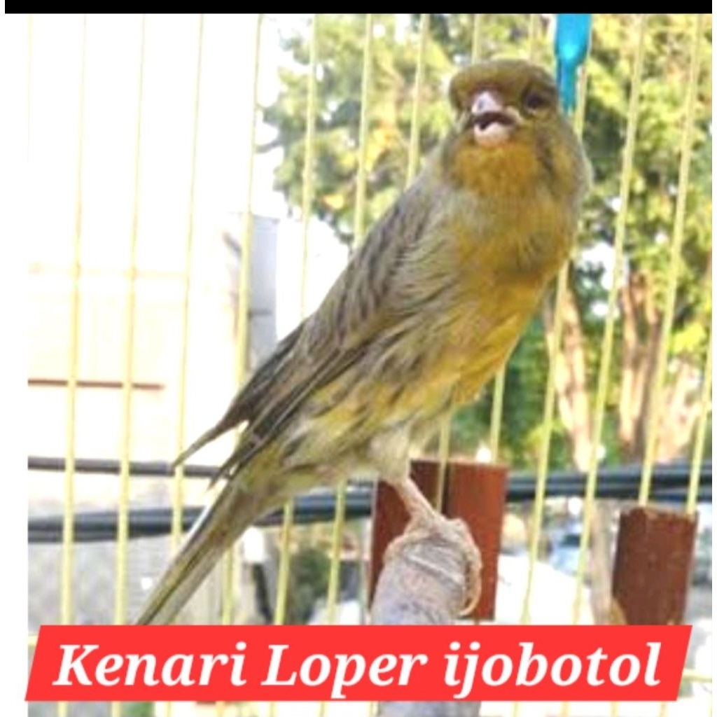 kenari loper ijo botol jantan bahan body gede