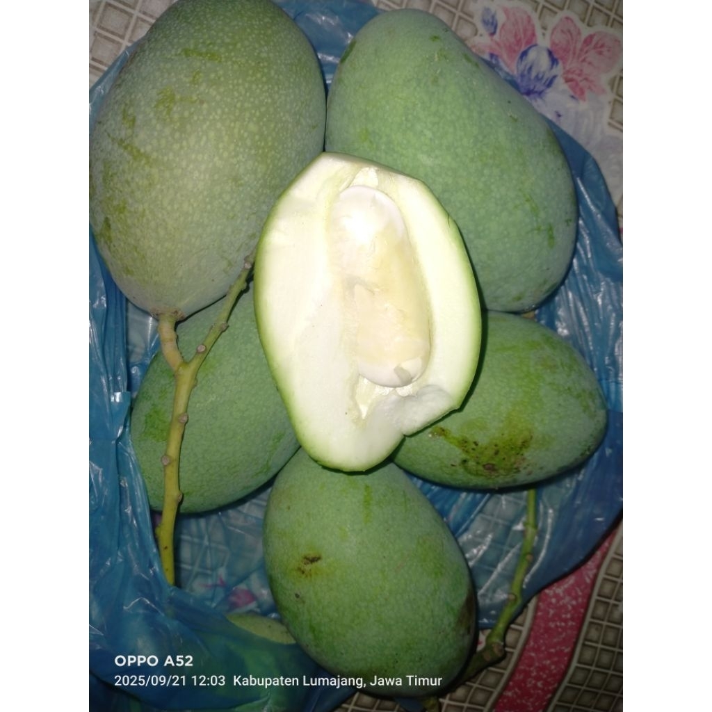 

Mangga