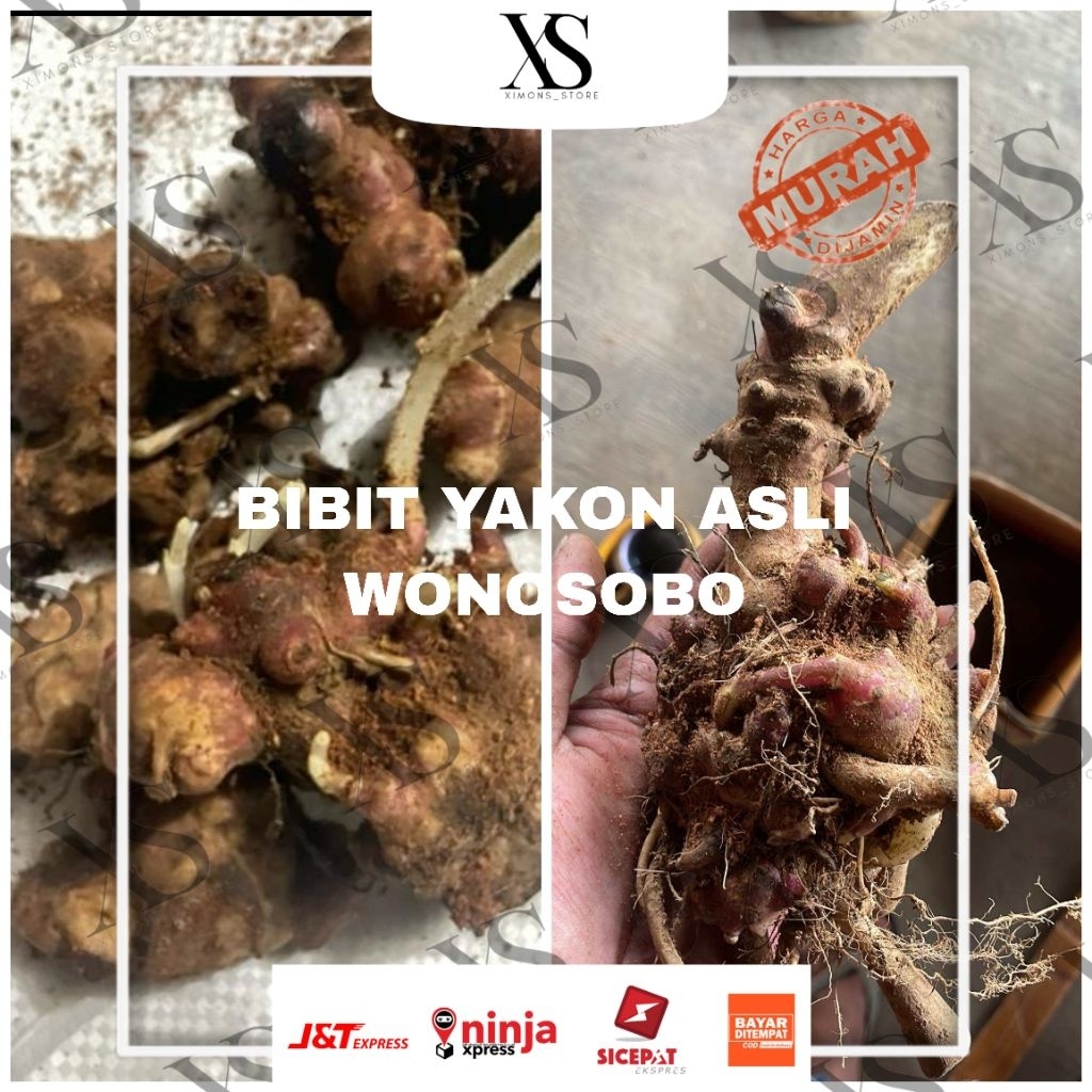 BIBIT UBI YAKON WONOSOBO