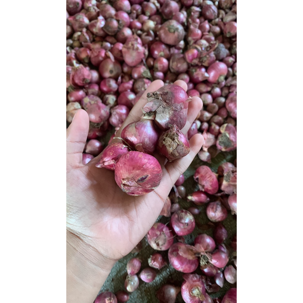 

Bawang merah khualitas okey Bawang merah super & sedang