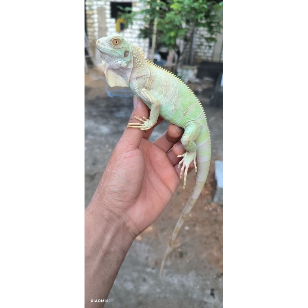 mainan / snow iguana