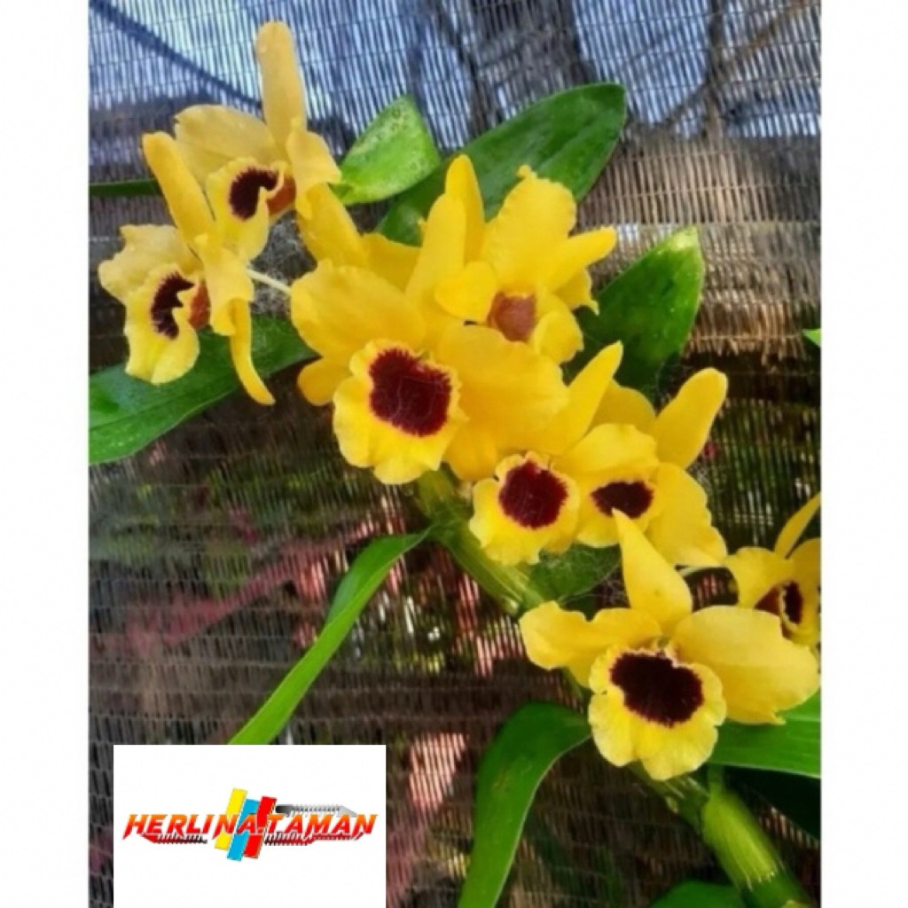 Anggrek Dendrobium Nobile Kuning Jumbo