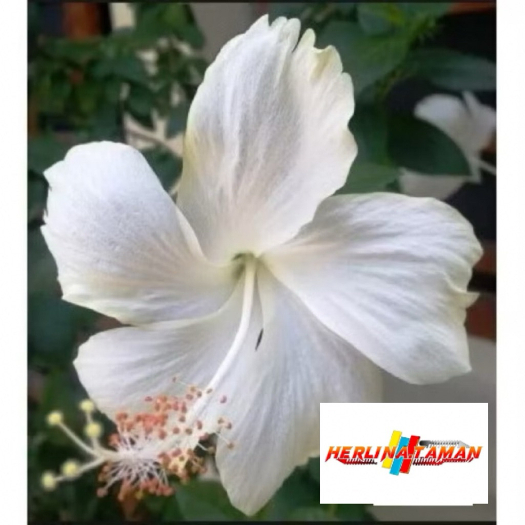 Murah tanaman hias kembang sepatu putih - bunga sepatu putih - pohon kembang sepatu