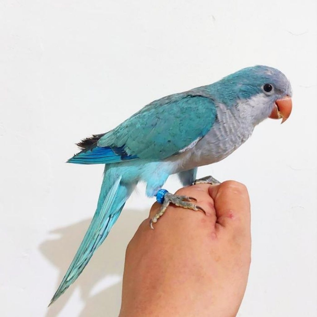 blue monk parakeet (Burung perrot biru)