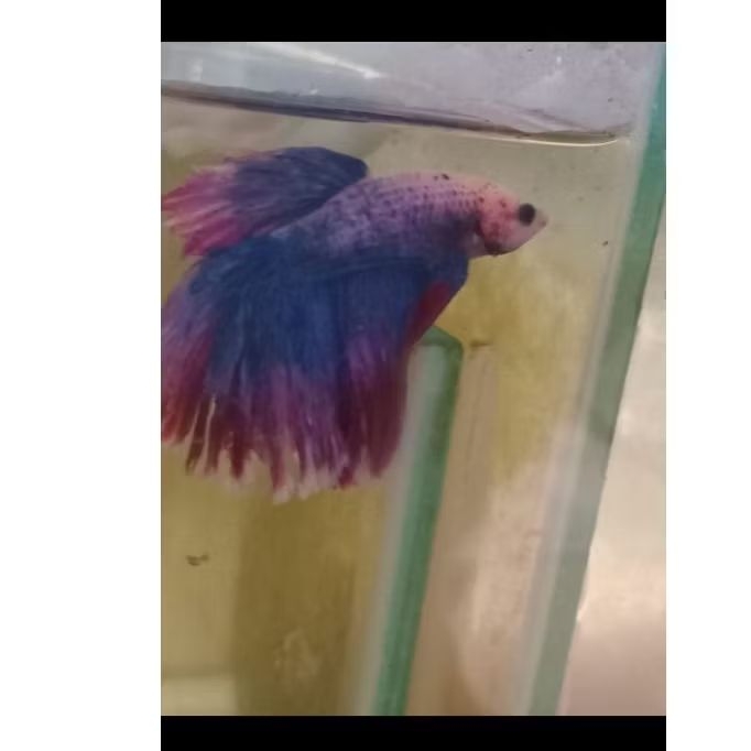 Betta fish,hiasan aquarium ikan cupang hias halfmoon tricolour