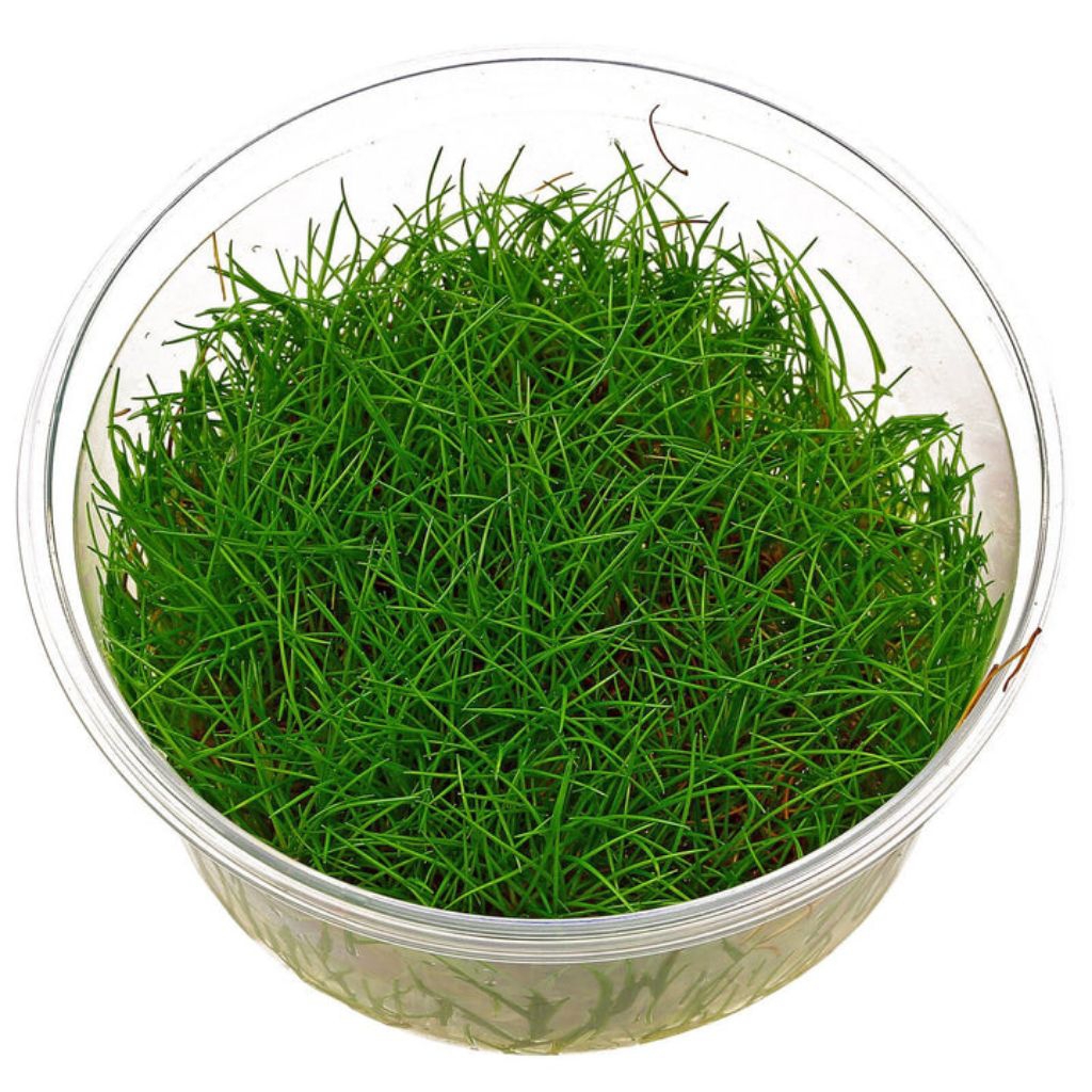 Dwarf Hairgrass (Eleocharis parvula) – Tanaman Karpet Aquascape