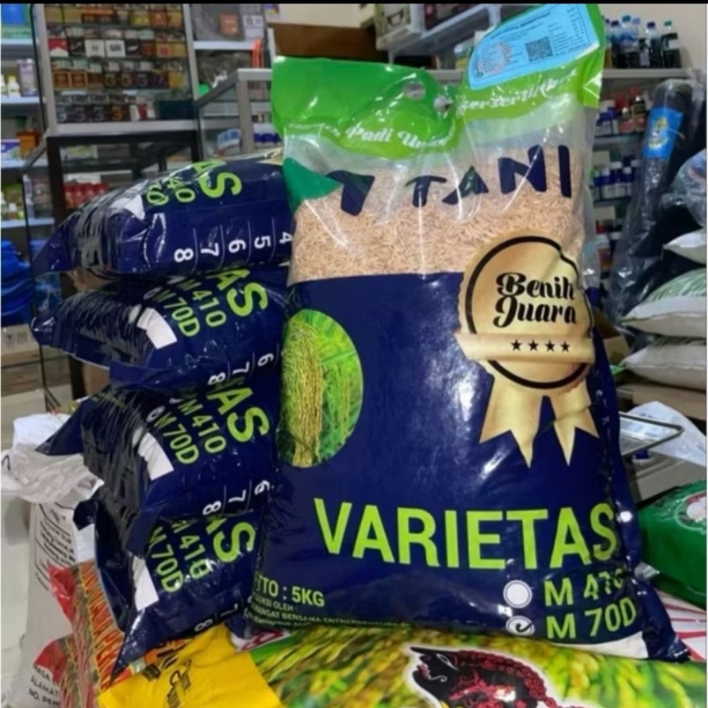 BENIH PADI UNGGUL M70D 5KG. m tani benih m70 padi genjah. panen singkat