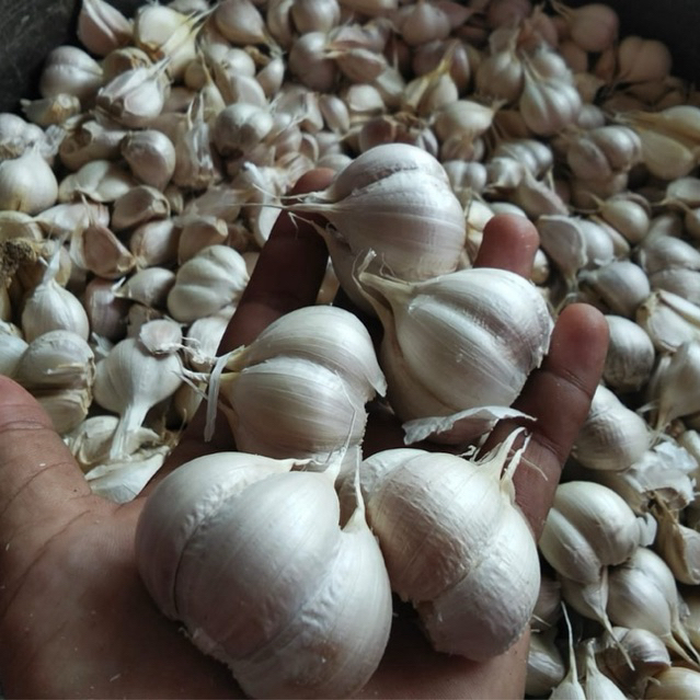 Bawang Putih Kating Kiloan 500gr / 1kg – Bumbu Masak Harian / Jual Grosir Murah