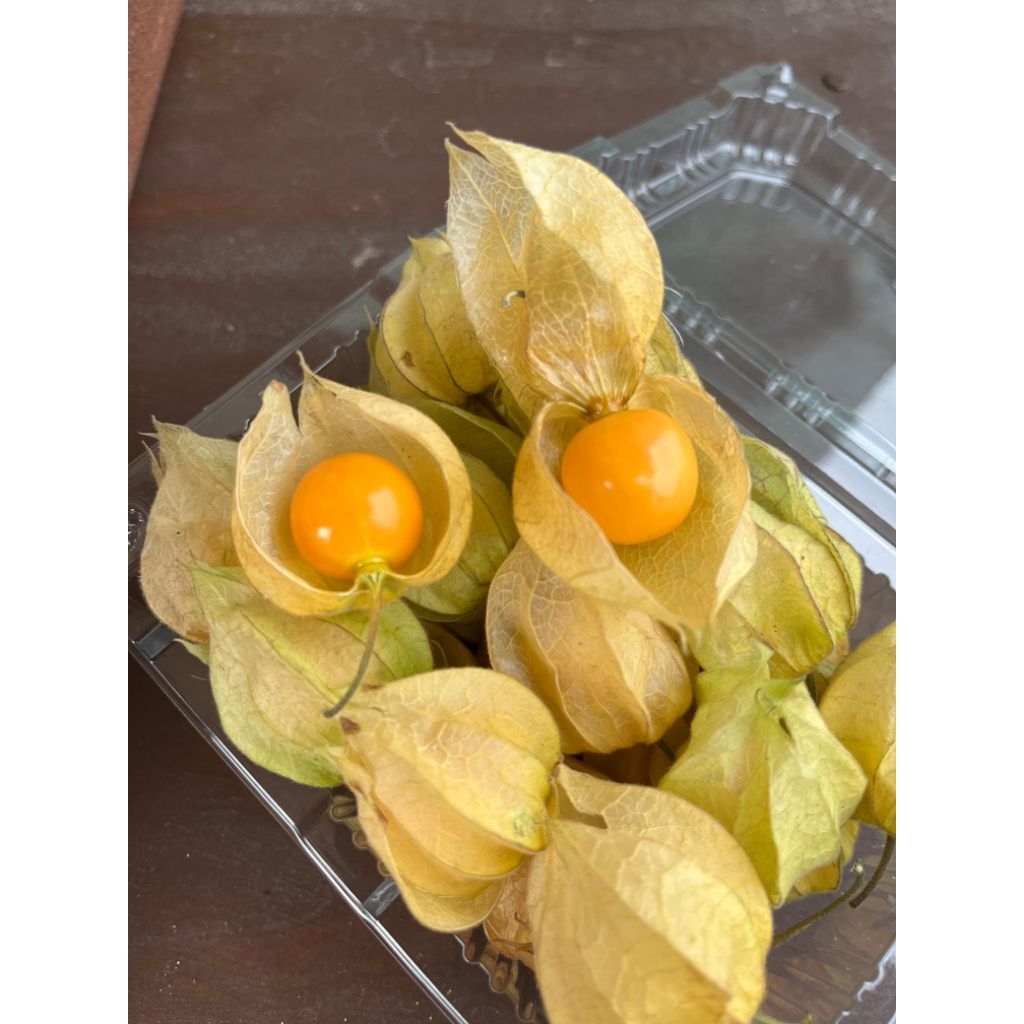 

Buah Ciplukan Goldenberry Segar 500gram - Rasanya asem manis dan banyak manfaatnya