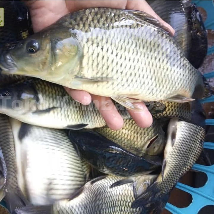 Ikan Mas 1Kg Ikan Mas Segar Ikan Emas Segar Konsumsi