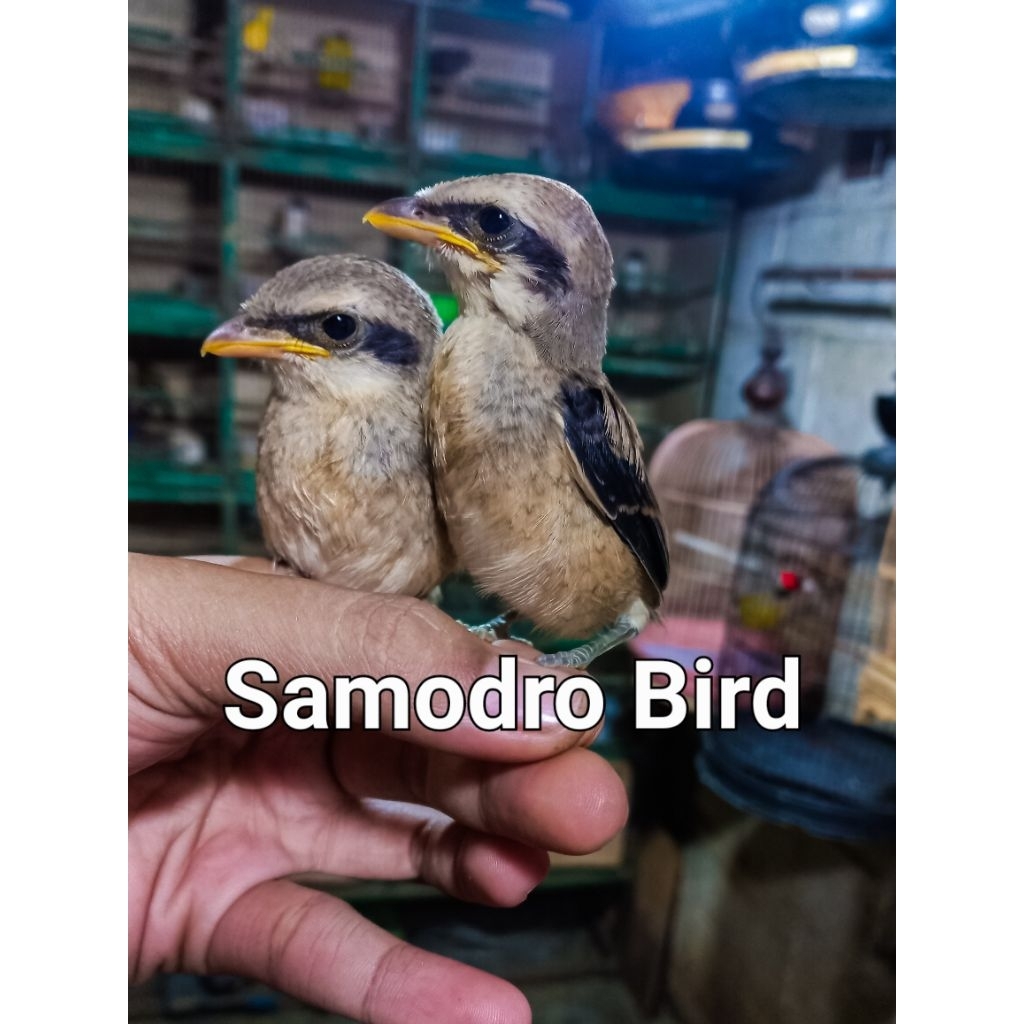 Burung Pentet Anakan Dada Putih Ori Jatim Khusus Jantan