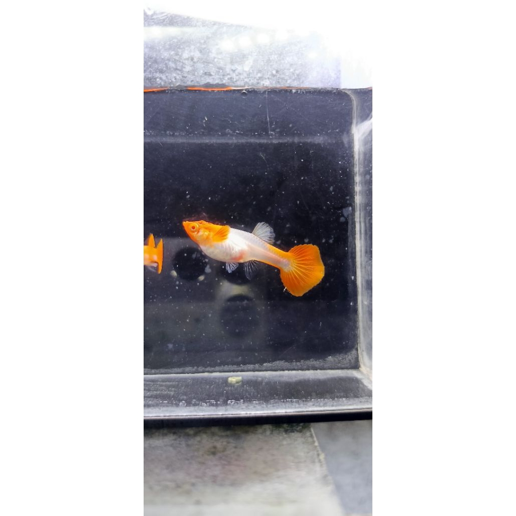Pakan Guppy albino King Koi Red Ear
