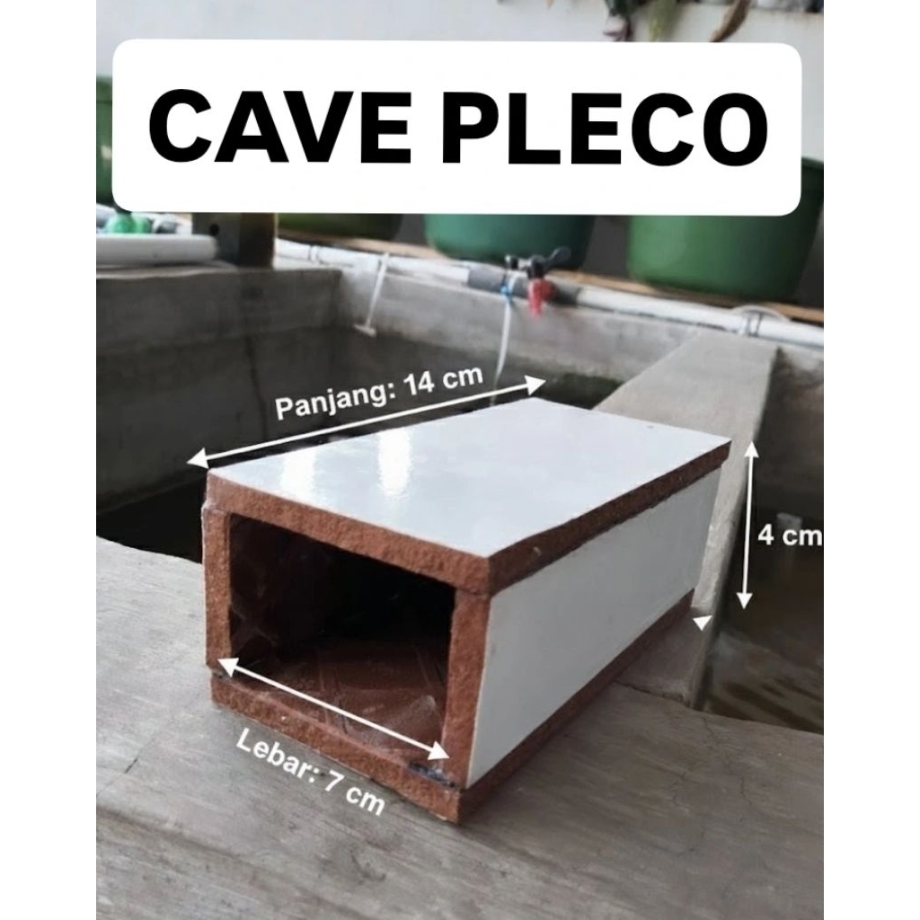 CAVE PLECO / Goa / breeding pleco / brushmout