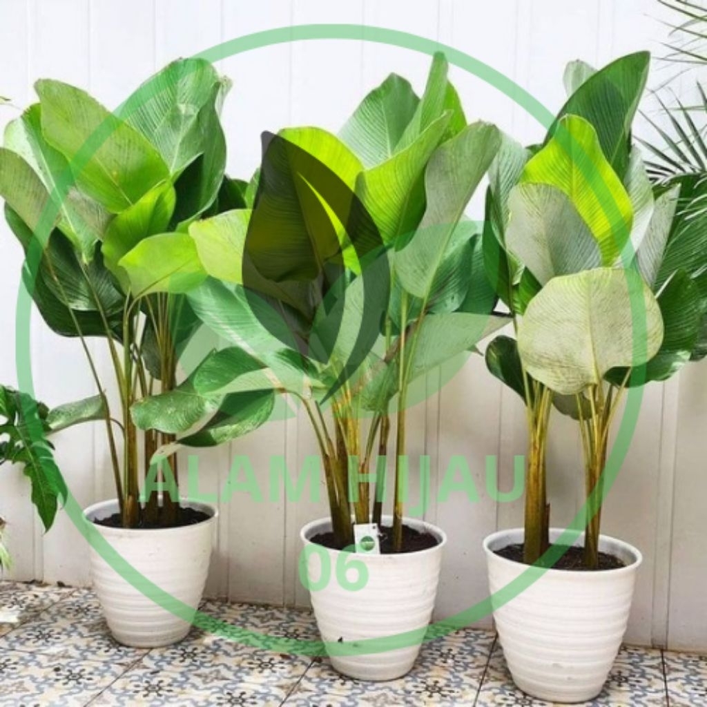Tanaman Hias Kalatea Pisang - Tanaman Hias Kalatea Pisang Lebar Segar