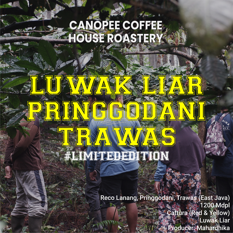 Arabika "LUWAK LIAR Pringgodani Trawas" - Limited Edition Series