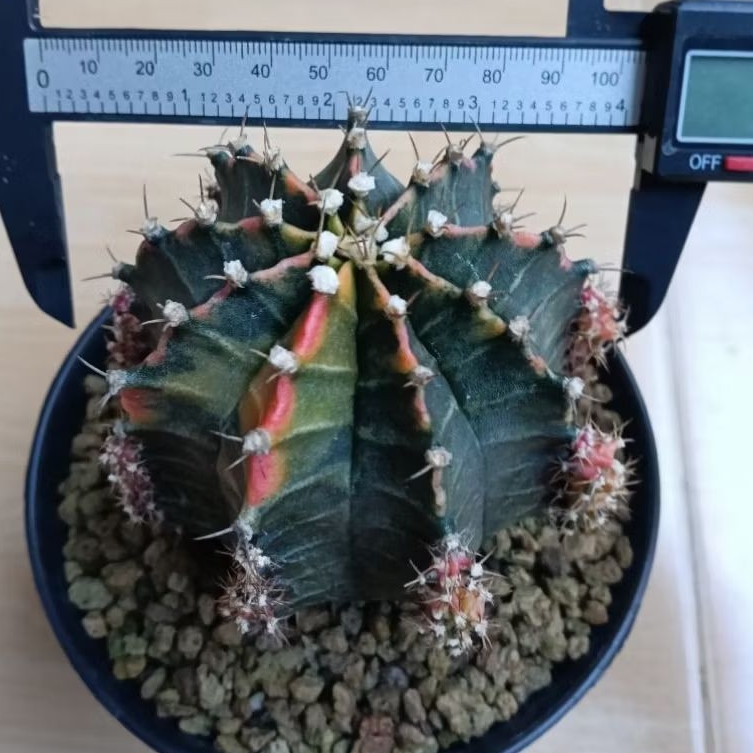 kaktus jumbo gymno starfire hybrid/starfire hybrid (code B)