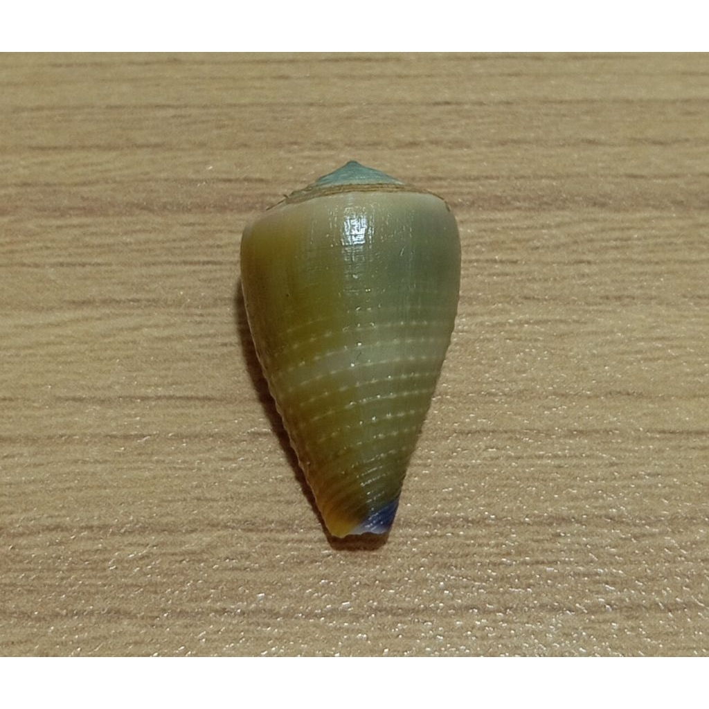 cangkang kerang Conus Flavidus
