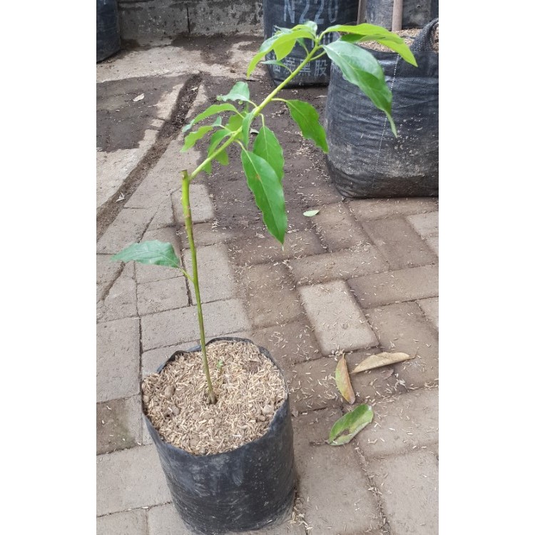 Bibit Buah Alpukat Mentega-bibit buah-bibit alpukat