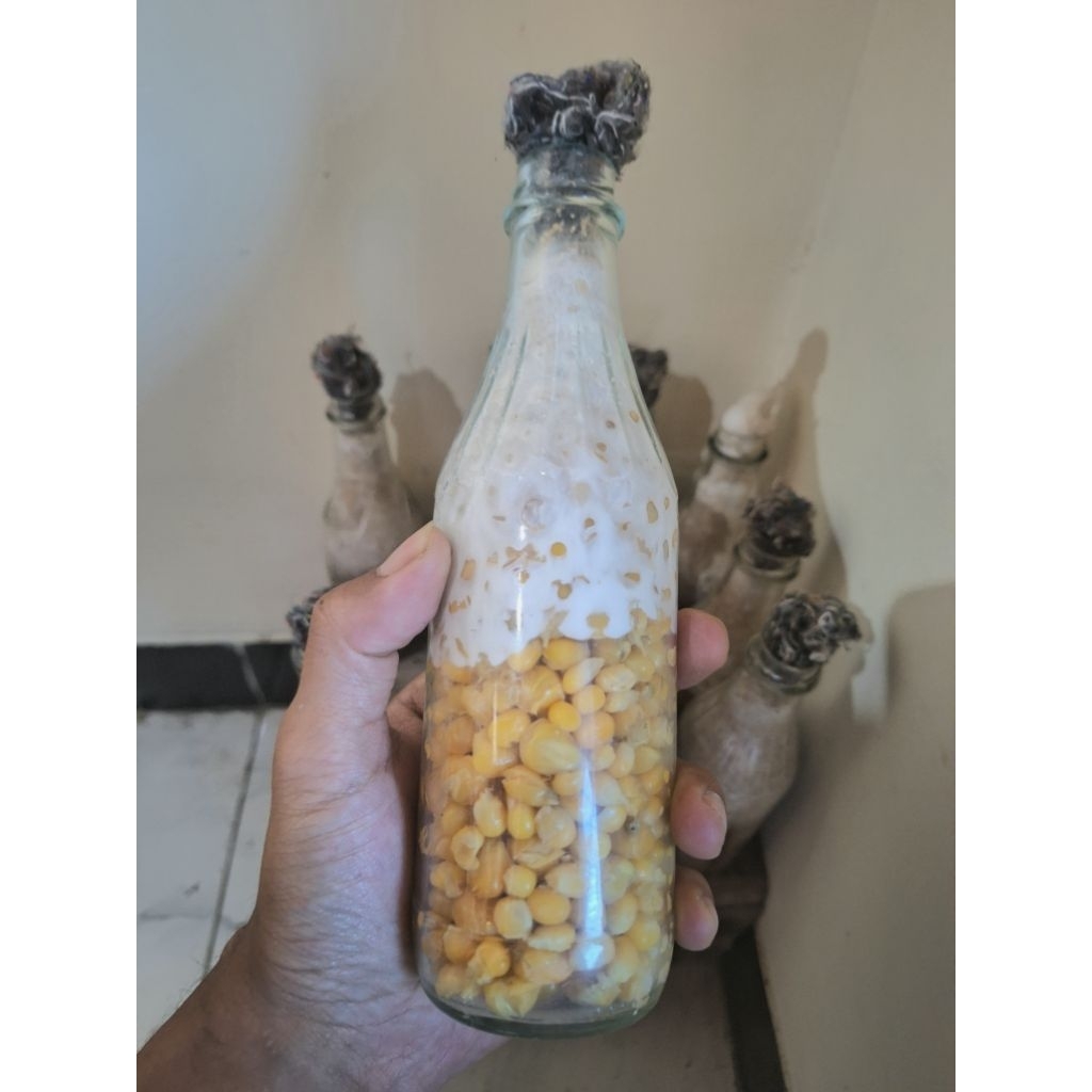 bibit F2 jamur kuping