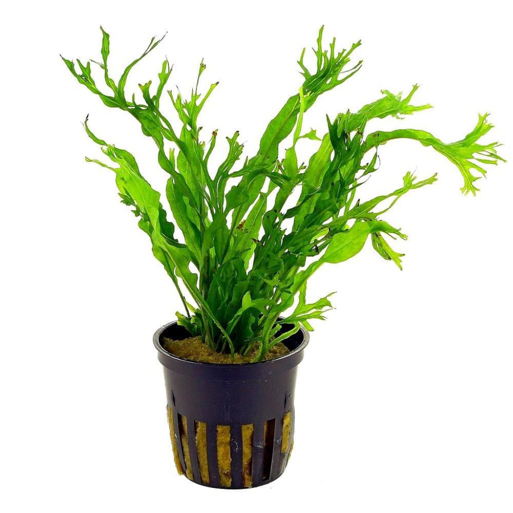 Kadaka Trident (Microsorum pteropus 'Trident') – Tanaman Aquascape