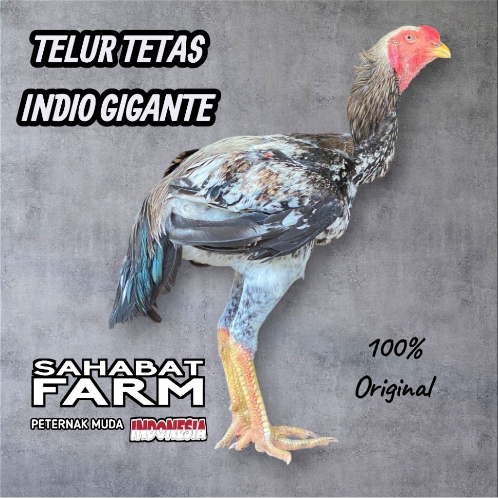 TELUR TETAS INDIO GIGANTE ORI