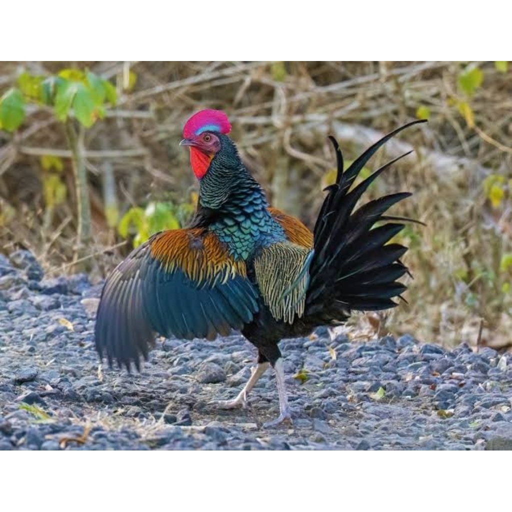telur ayam hutan hijau fertil original