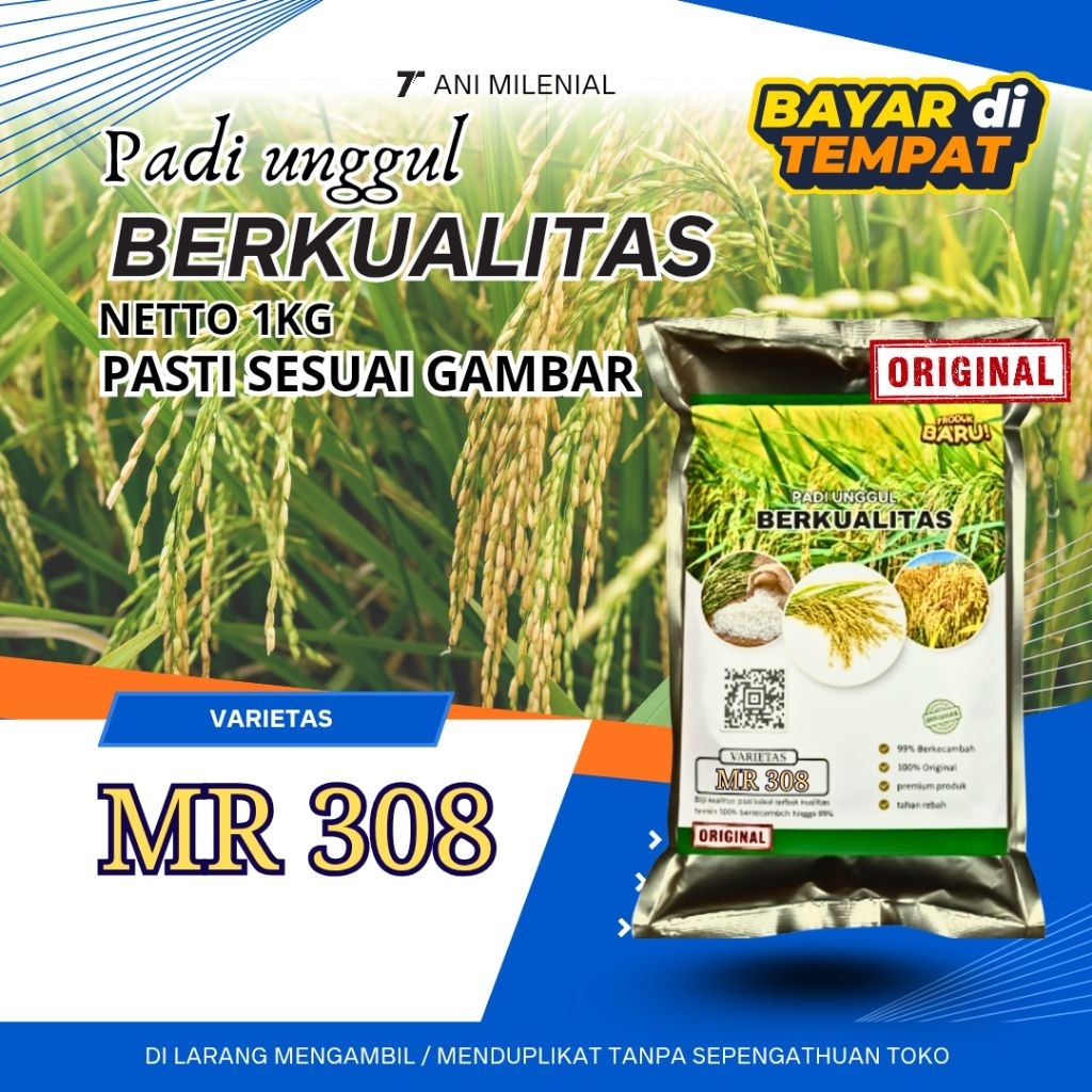 Benih padi mr 308 terbaru berkualitas original