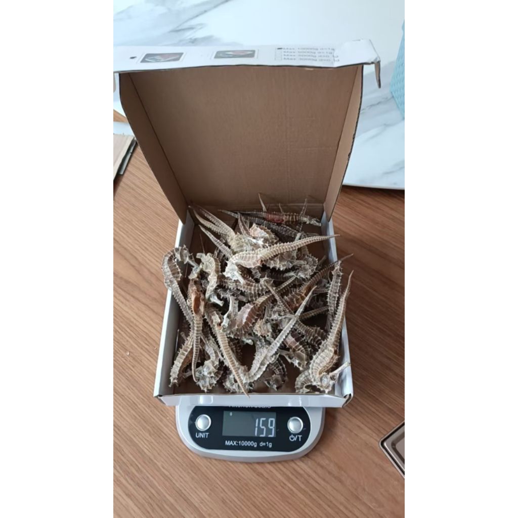 KUDA LAUT KERING 100 GRAM CANTIK 100%  10CM -15CM