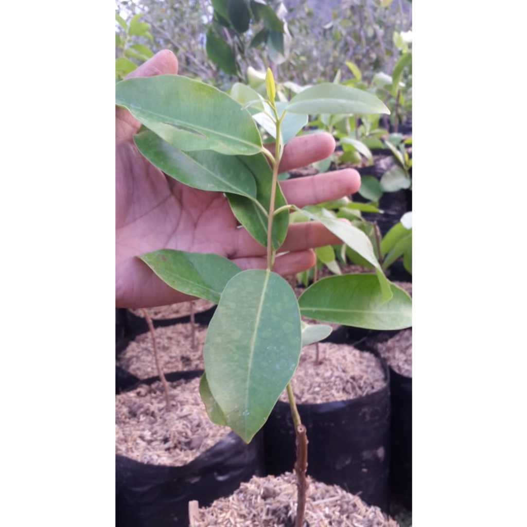 Bibit Tanaman Juwet Putih| Duwet| Jamblang| Bibit Buah|