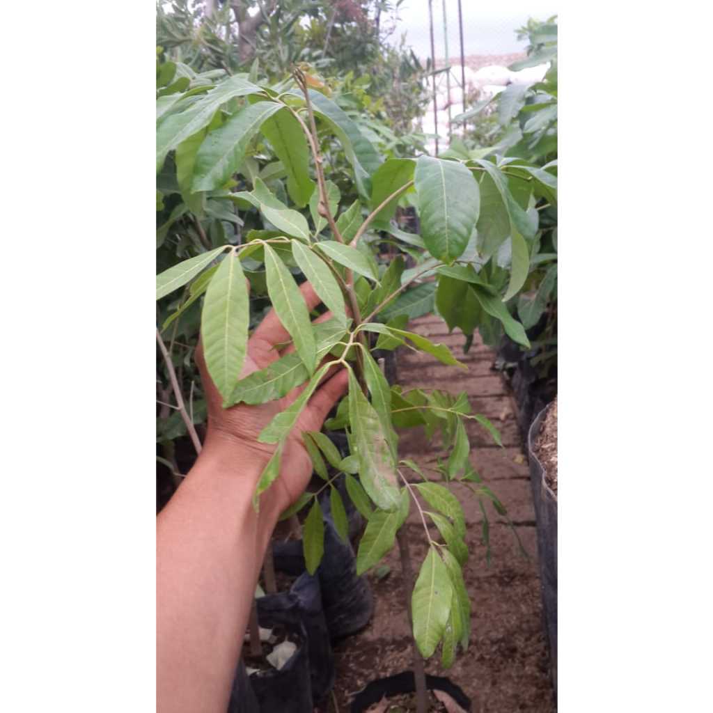 Bibit Buah Kelengkeng New Kristal| Buah Kelengkeng| Bibit Buah