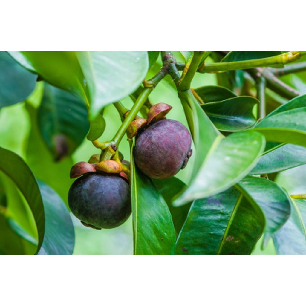 Bibit Buah Manggis  Biji |Buah Manggis |Bibit Buah